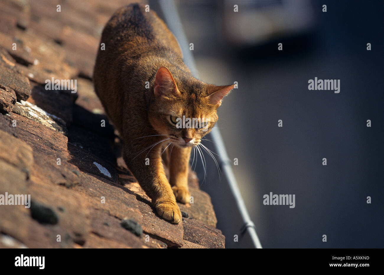 A female Abyssinian cat (Felis catus domesticus) walking alongside a gutter. Chatte Abyssine longeant une gouttière. Stock Photo