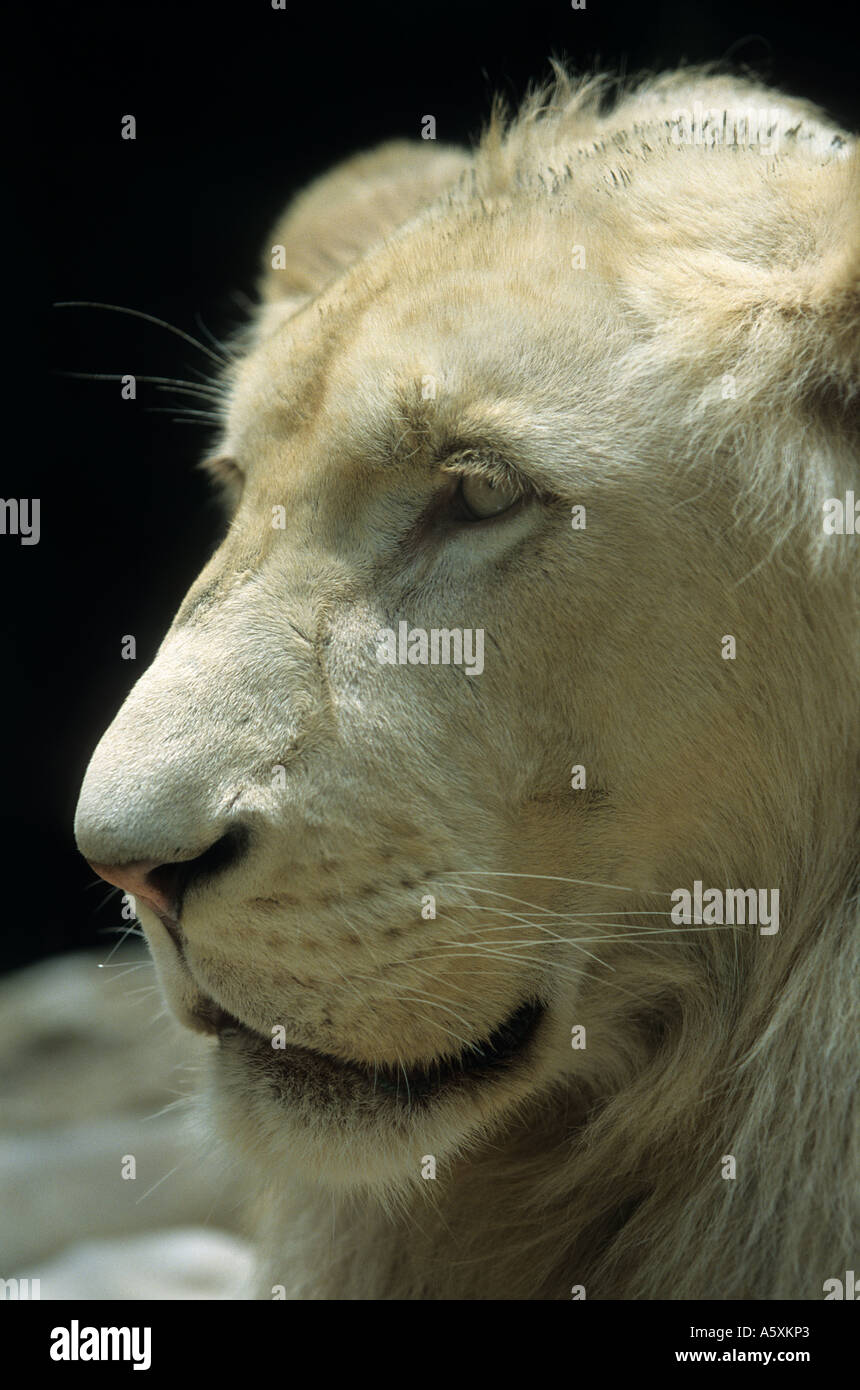 Photograph of a white lion (Panthera leo). Portrait d'un lion blanc (Panthera leo). Stock Photo