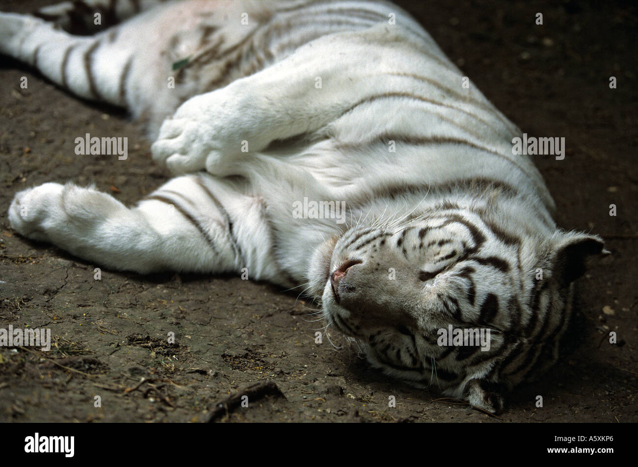 Dozing white tiger (Panthera tigris). Tigre blanc (Panthera tigris) assoupi. Stock Photo