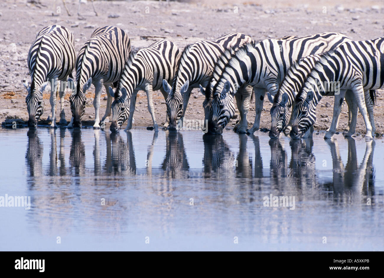 Group zebras drinking water hi-res stock photography and images - Alamy