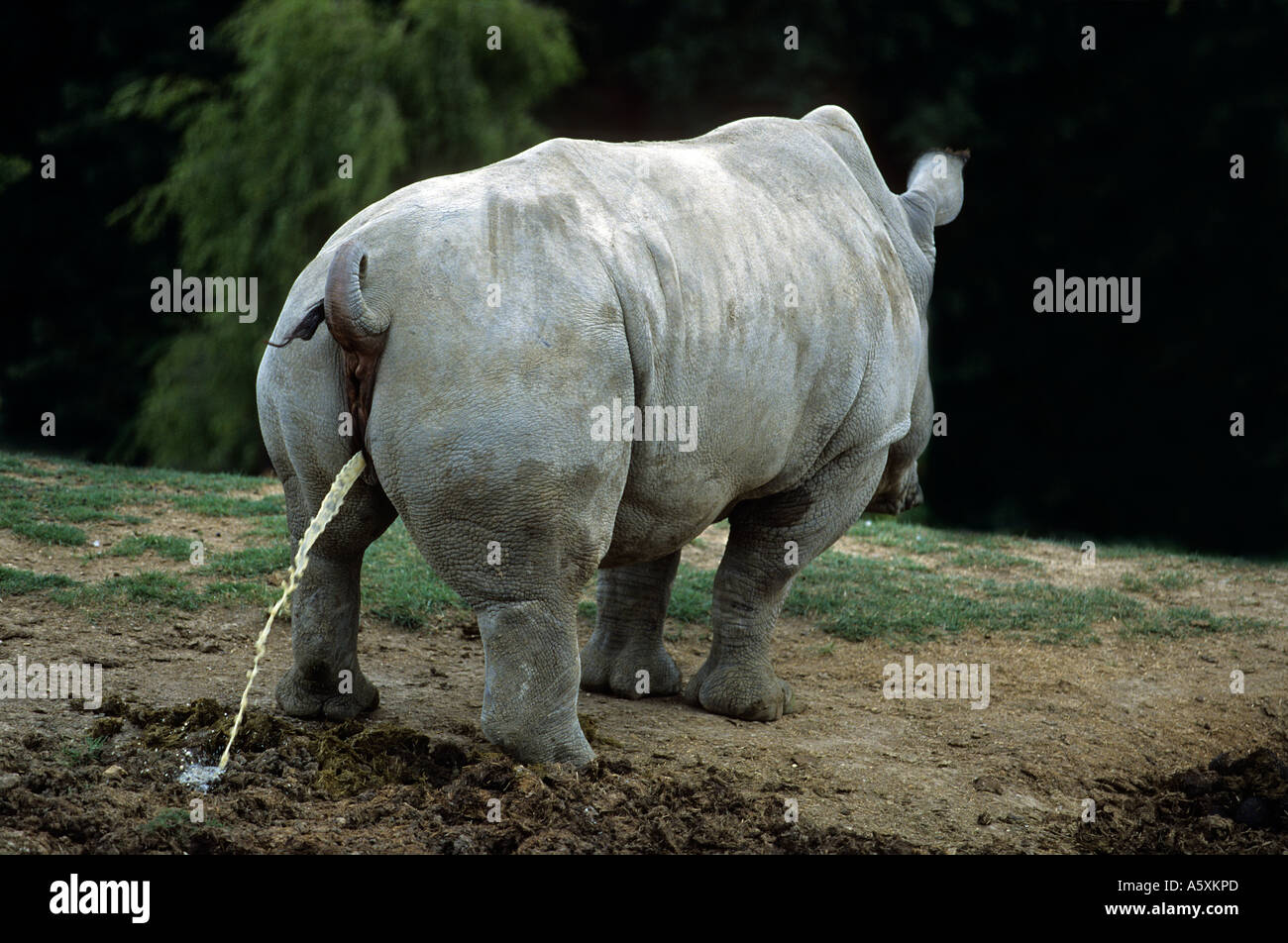 A White Female Rhinoceros Ceratotherium Simum Urinating Femelle Rhinoceros Blanc Ceratotherium Simum Urinant Stock Photo Alamy