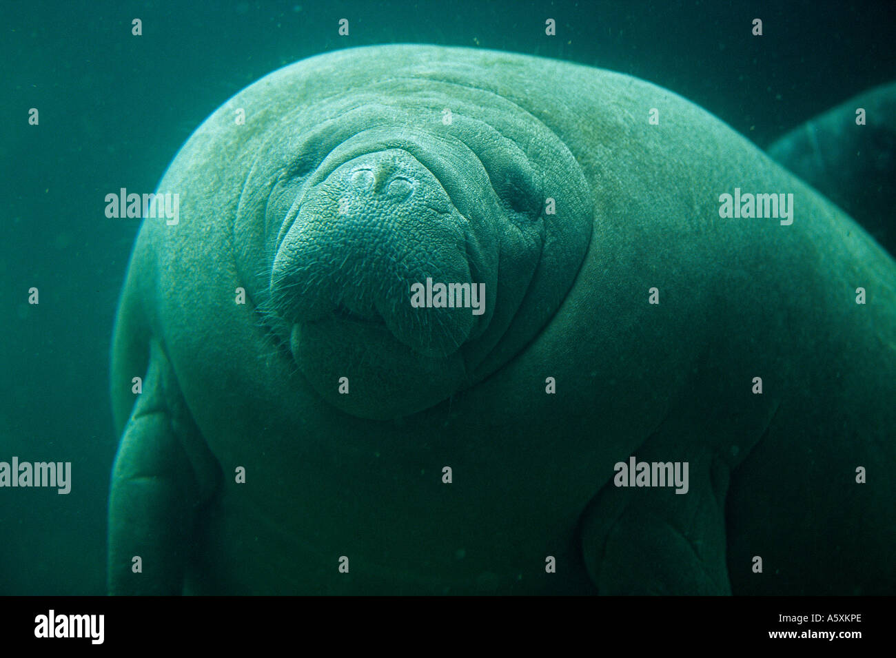 Lamantin High Resolution Stock Photography And Images Alamy Lamantin High Resolution Stock Photography And Images Alamy