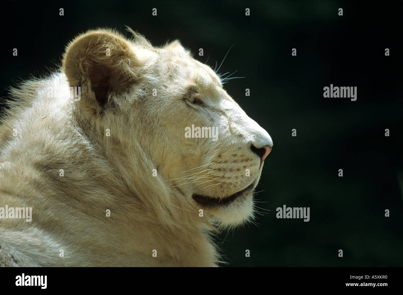 Portrait of a white lion (Panthera leo). Portrait d'un lion blanc (Panthera leo). Stock Photo