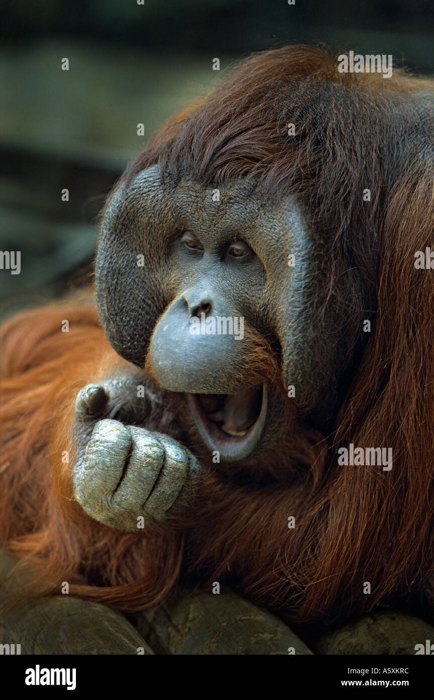 Orang Outan High Resolution Stock Photography And Images Alamy Orang Outan High Resolution Stock Photography And Images Alamy