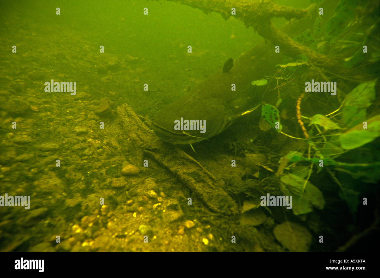 European Wels (Silurus glanis) in the La Creuse river (France). Silure glane (Silurus glanis) dans la rivière La Creuse. Stock Photo