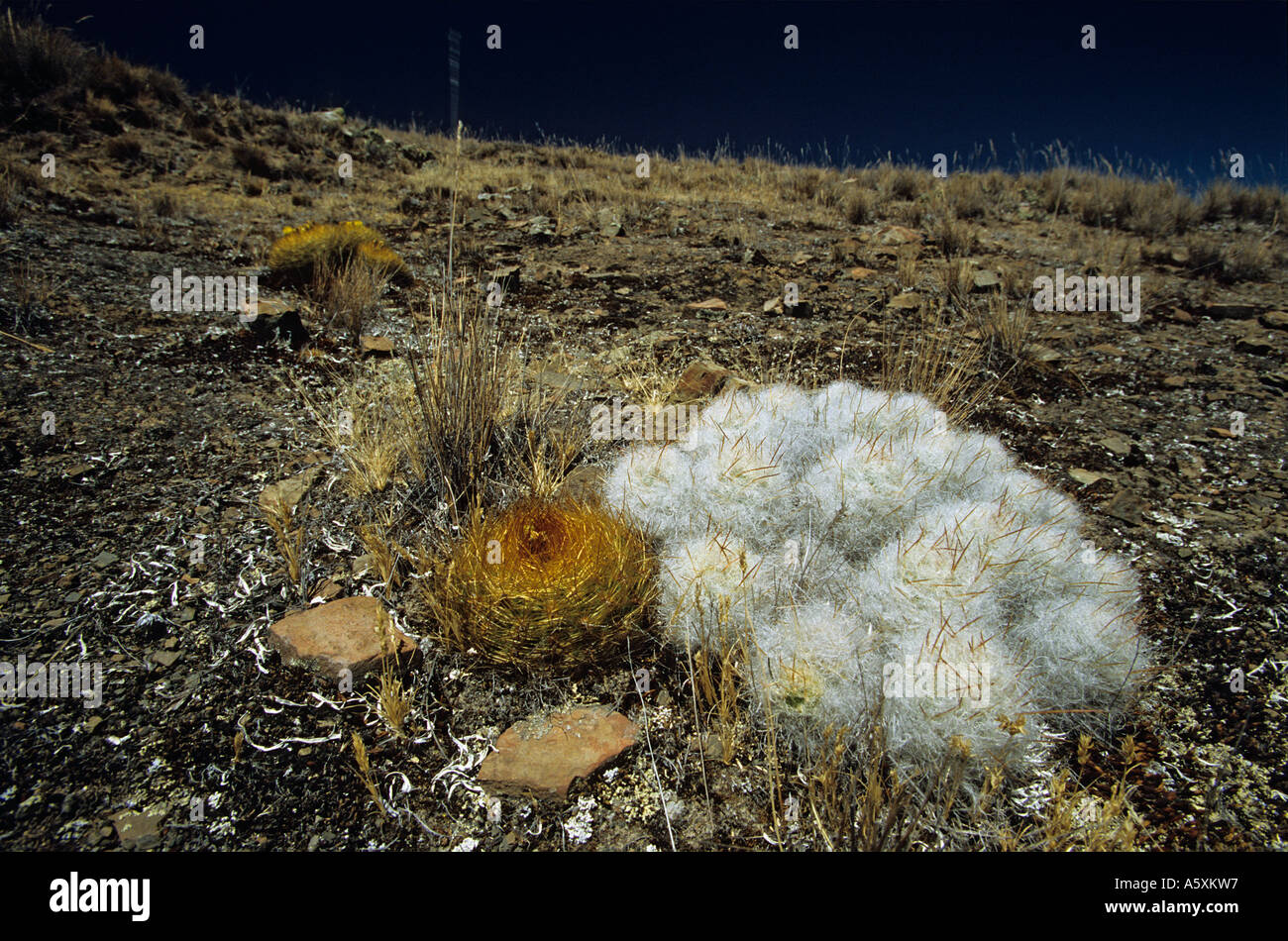 A cactus on the setting of Winchus (nature reserve of Huascarán-Peru). Cactus sur le site de Winchus (parc naturel de Huascarán) Stock Photo