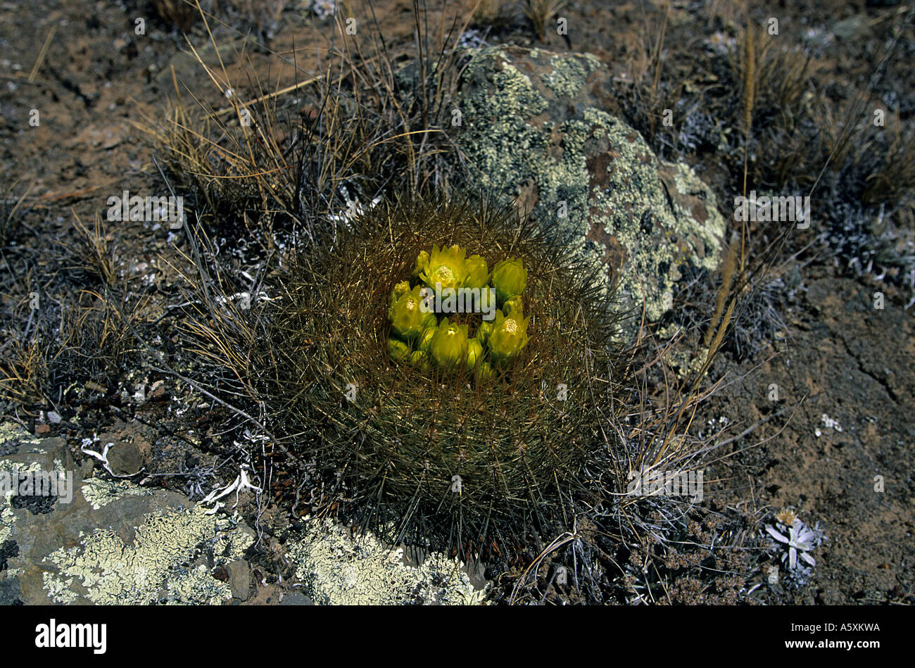 A cactus in bloom on the setting of Winchus (Peru). Cactus en fleur sur le site de Winchus (Pérou). Stock Photo