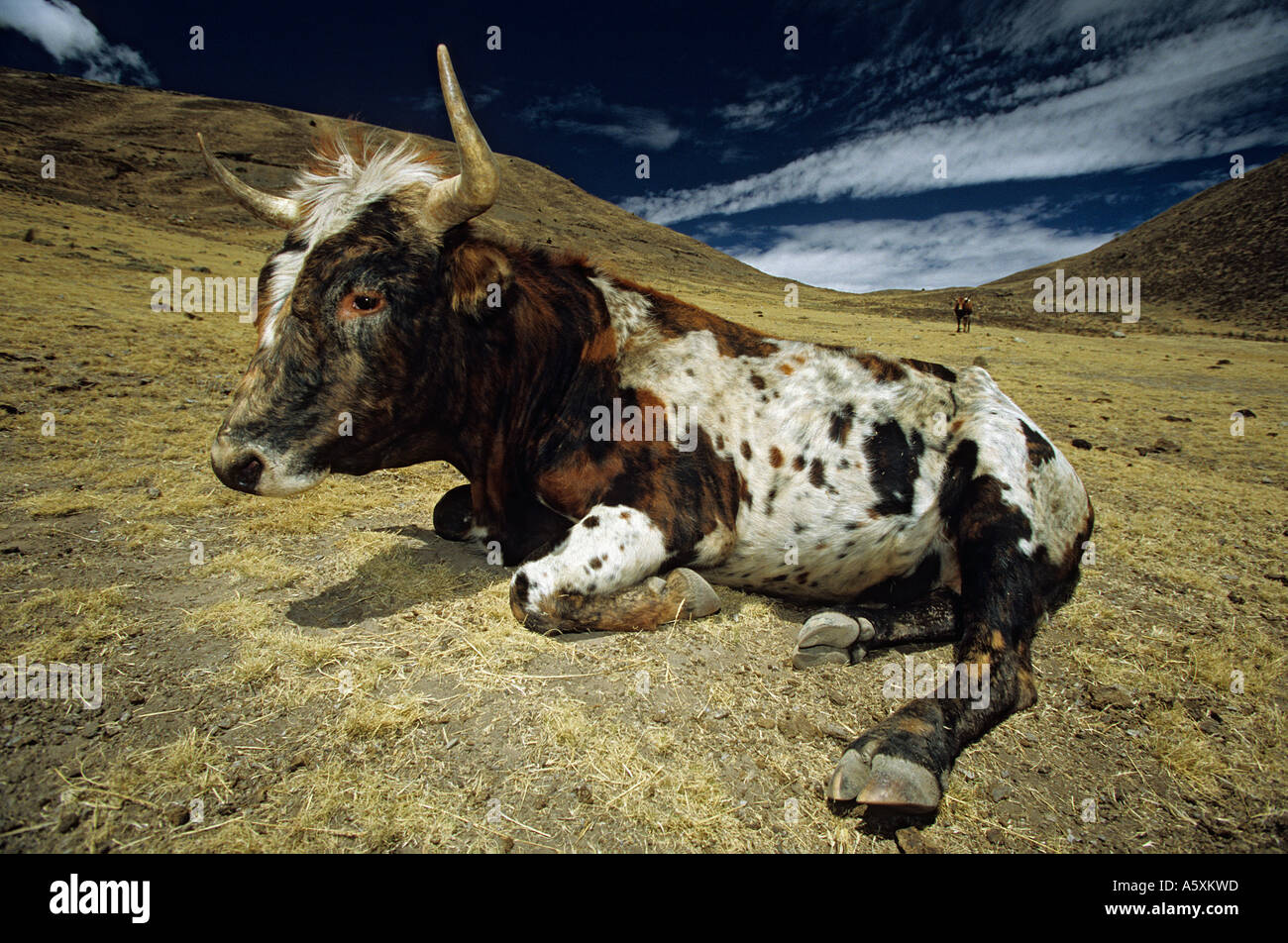 Resting bull (Bos taurus domesticus) on the Winchus' setting (Peru).  Taureau couché sur le site de Winchus (Pérou Stock Photo - Alamy