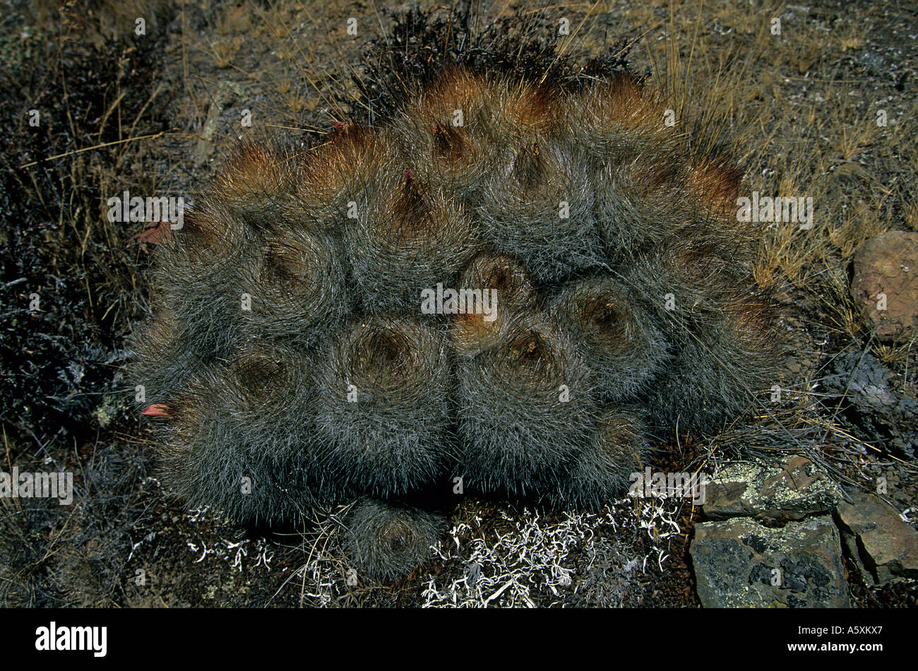 Cactuses on the setting of Winchus (Peru). Cactus (Matucana) sur le site de Winchus (Pérou). Stock Photo