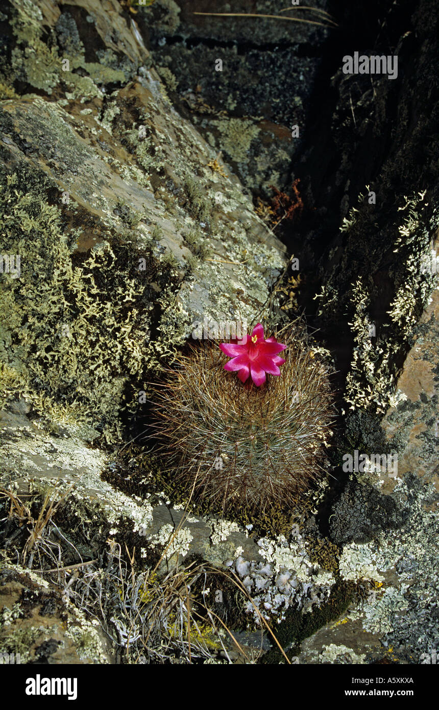A cactus (Matucana) in bloom on the setting of Winchus (Peru). Cactus (Matucana) en fleur sur le site de Winchus (Pérou). Stock Photo