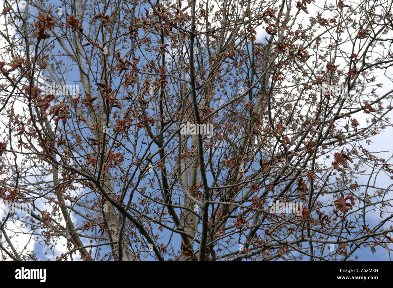 Tree Branches against Blue Sky Stock Photo - Alamy