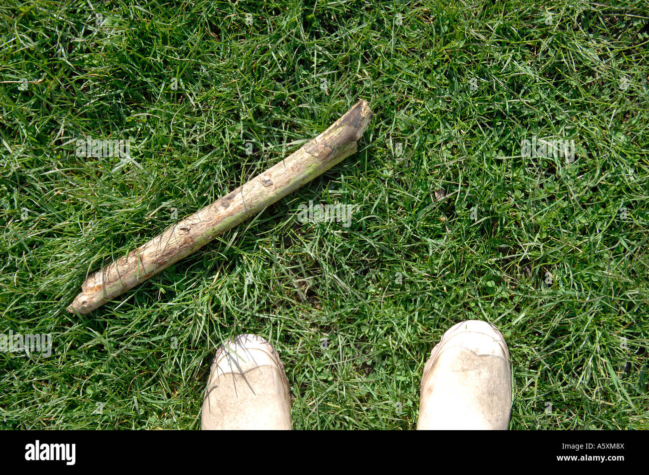 Dog Walking in Wellington Boots on Grass Stock Photo Alamy