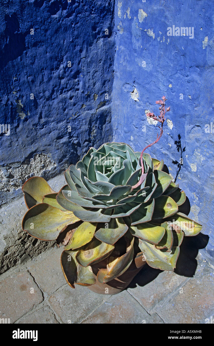 Blue echeveria in a pot. Echeveria glauca en pot. Stock Photo