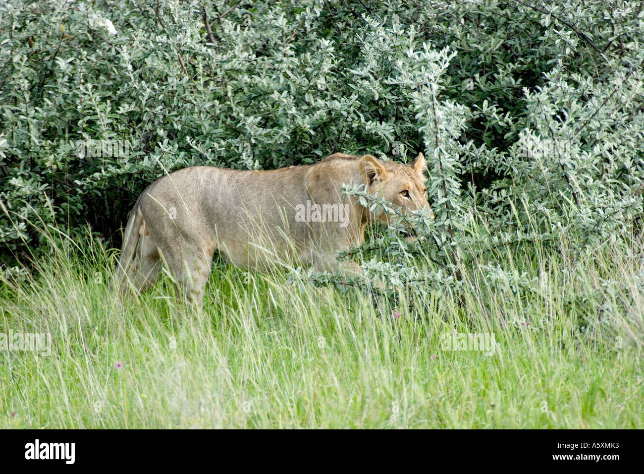 Walking in the bush hi-res stock photography and images - Alamy
