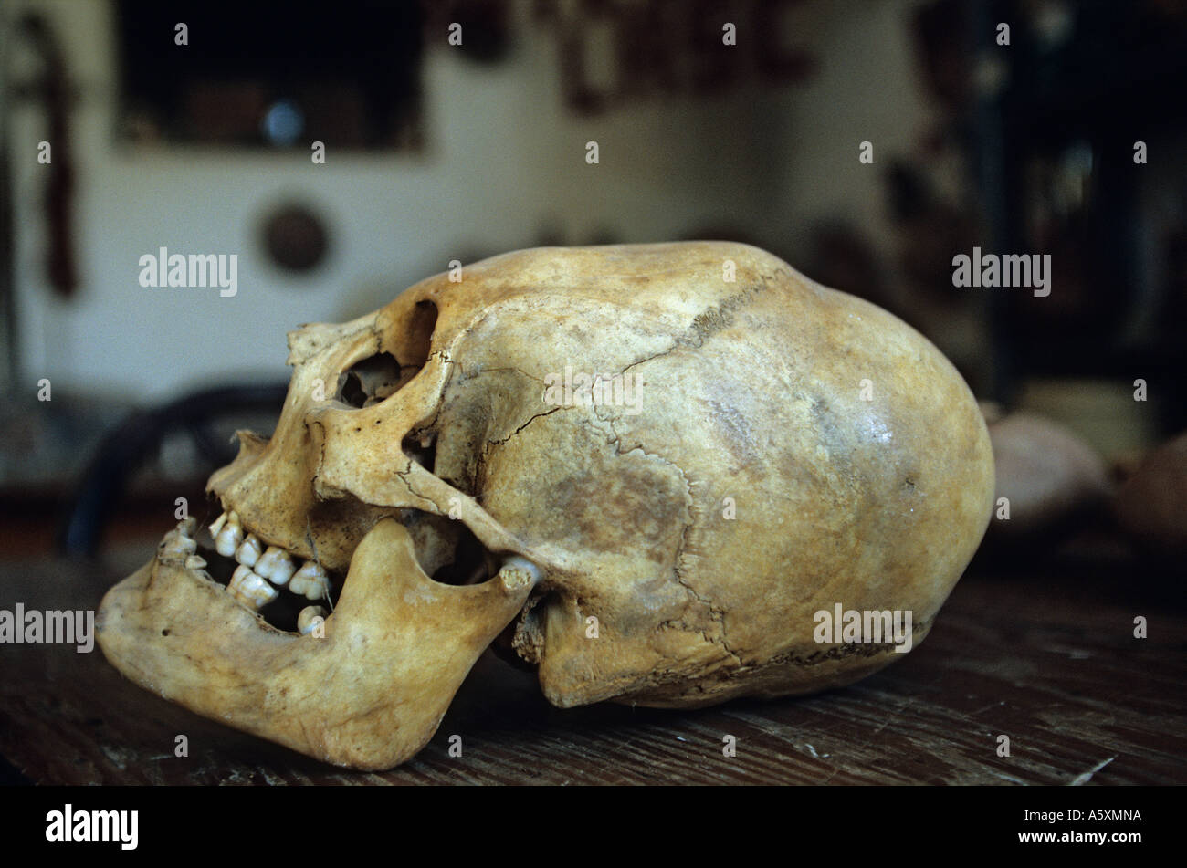 A distorted skull of a Nazcan (Nazca  Ica - Peru). Crâne déformé d'un Nazcan (Nazca  Ica - Pérou). Stock Photo