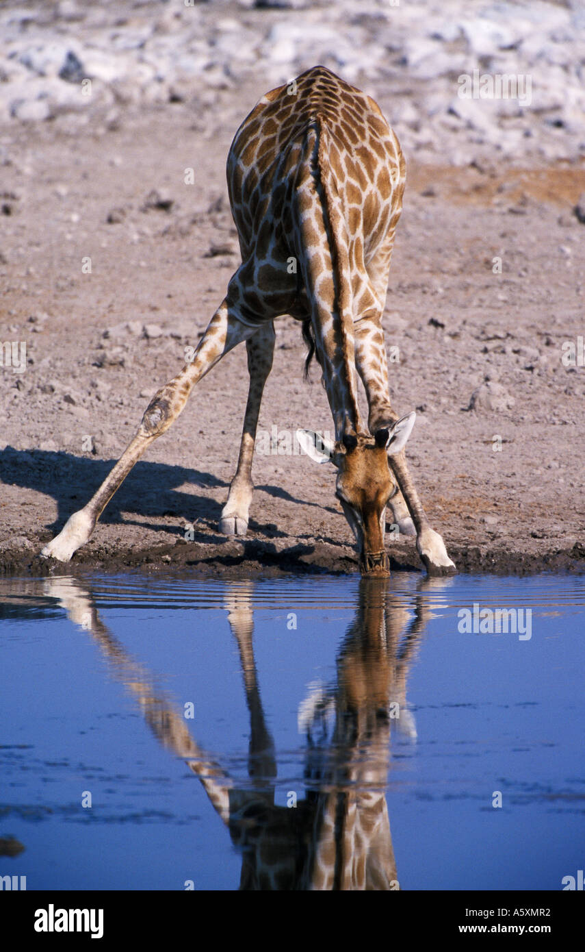 Giraffe giraffa waterhole hi-res stock photography and images - Alamy