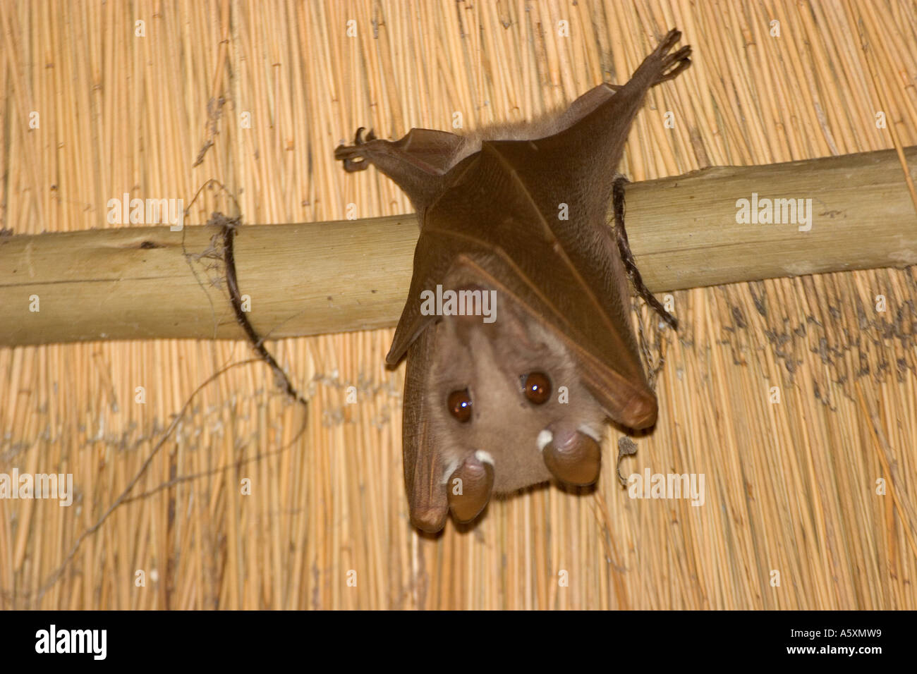 BA-176D   FRUIT BAT HANGING FROM CEILING Stock Photo