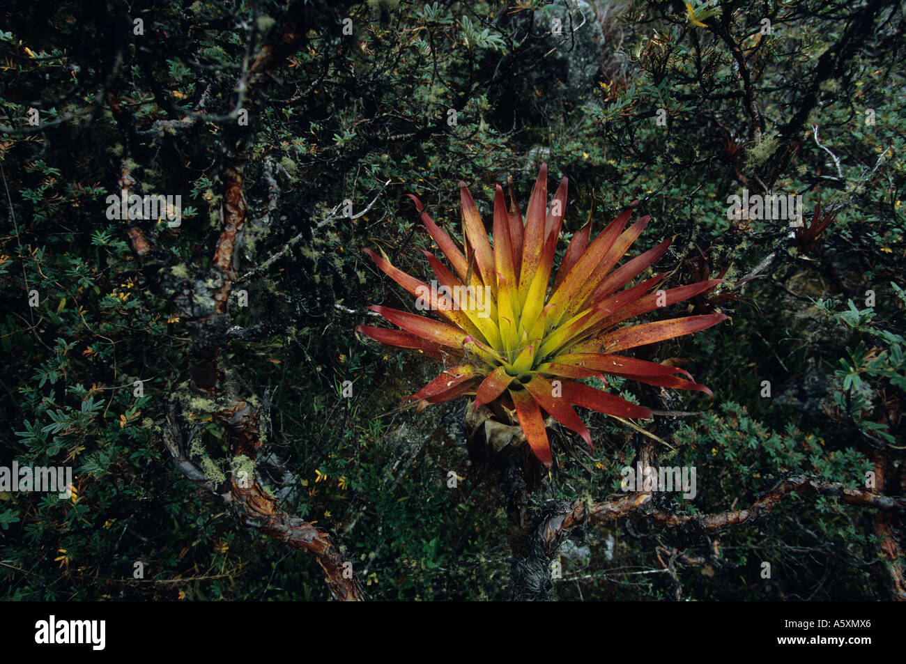 An epiphytic plant (Bromelia sp). Nature reserve of Huascarán - Peru. Plante épiphyte. Parc naturel de Huascarán - Pérou. Stock Photo