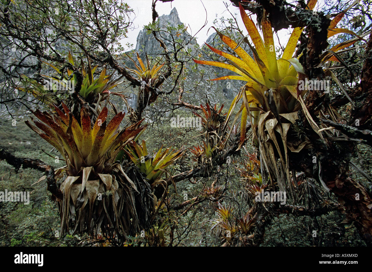 Epiphytical plants (Bromelia sp). Nature reserve of Huascarán. Peru.  Plantes épiphytes dans le parc naturel de Huascarán. Pérou Stock Photo