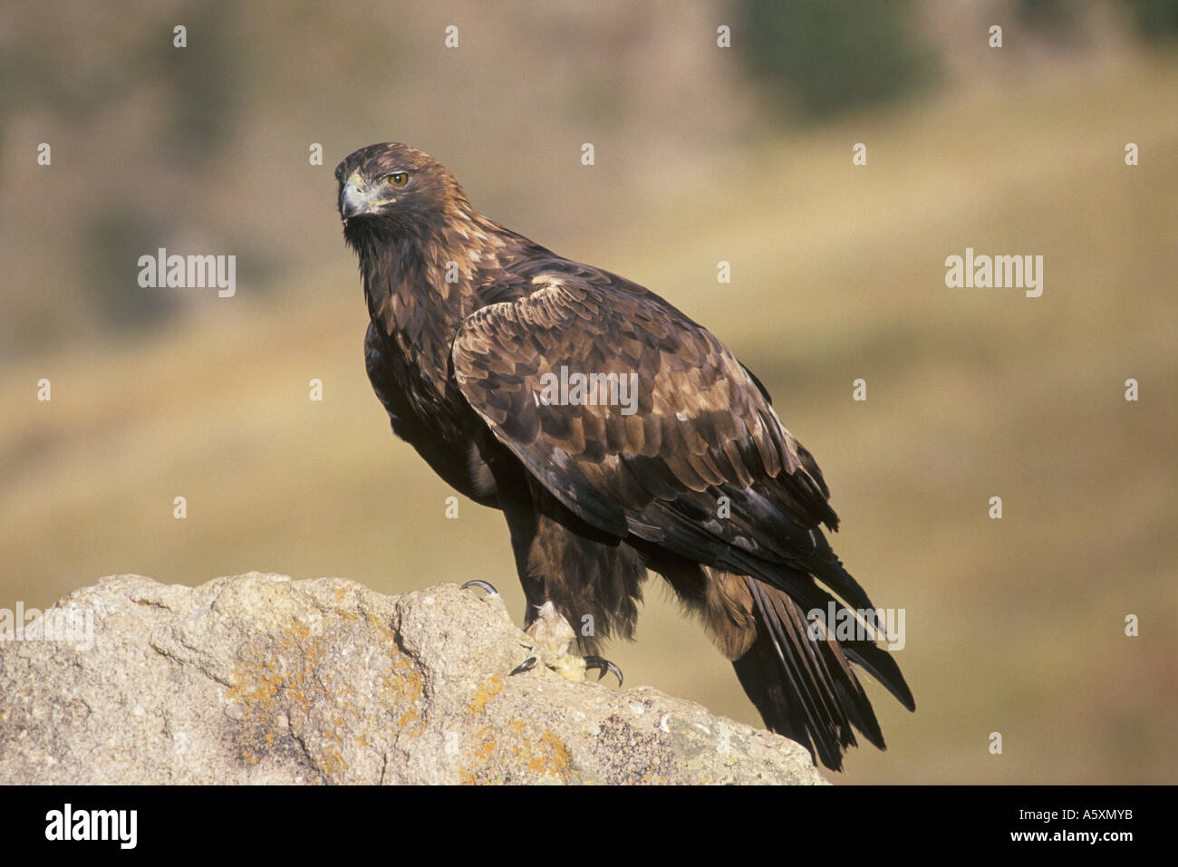 Golden Eagle Colorado USA Stock Photo Alamy