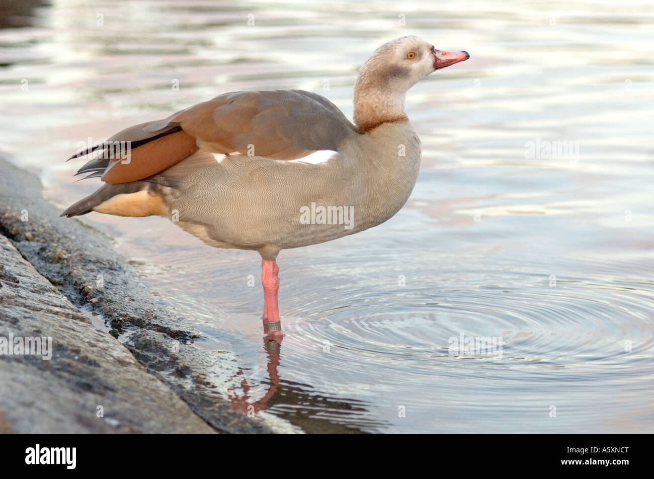 Egyptian Goose Alopochen aegyptiacus London UK Stock Photo