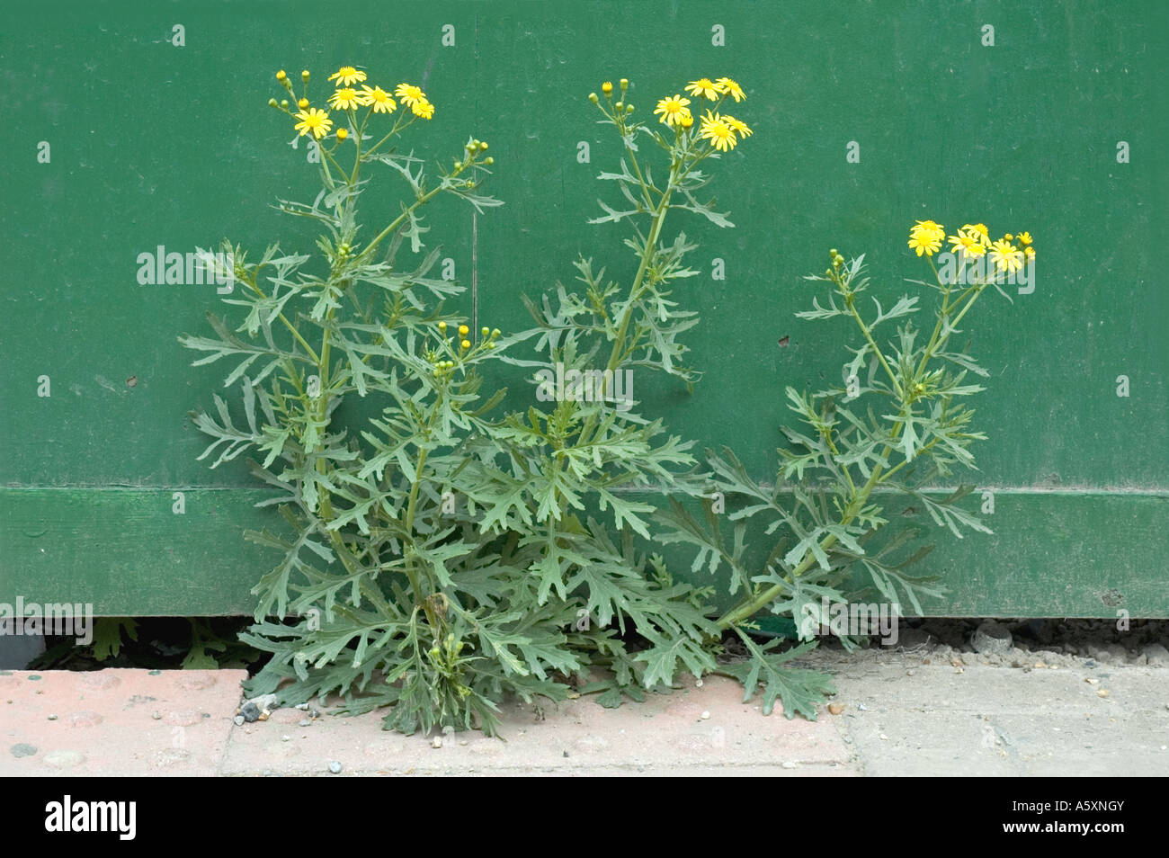 Oxford Ragwort Senecio squalidus growing from under hoarding London UK Stock Photo
