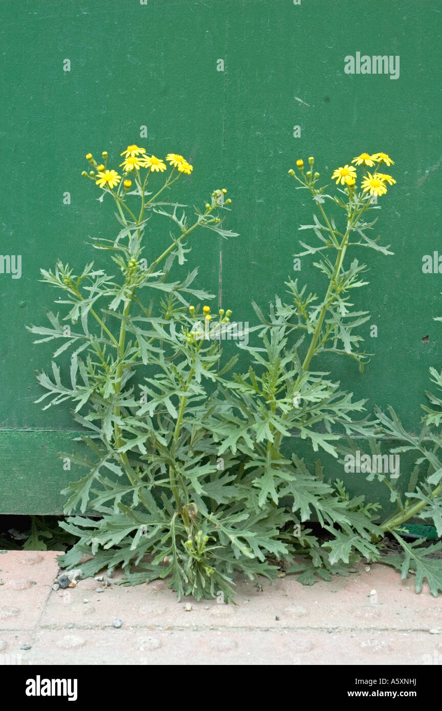 Oxford Ragwort Senecio squalidus growing from under hoarding London UK Stock Photo