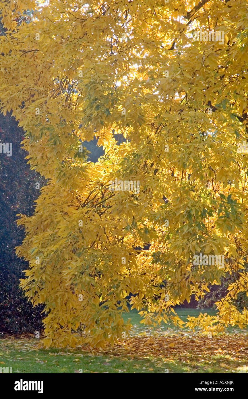 Shagbark Hickory Carya ovata Autumn leaves Stock Photo - Alamy