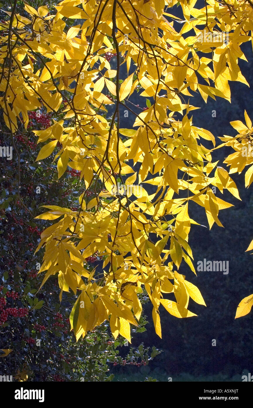 Shagbark Hickory Carya ovata Autumn leaves Stock Photo