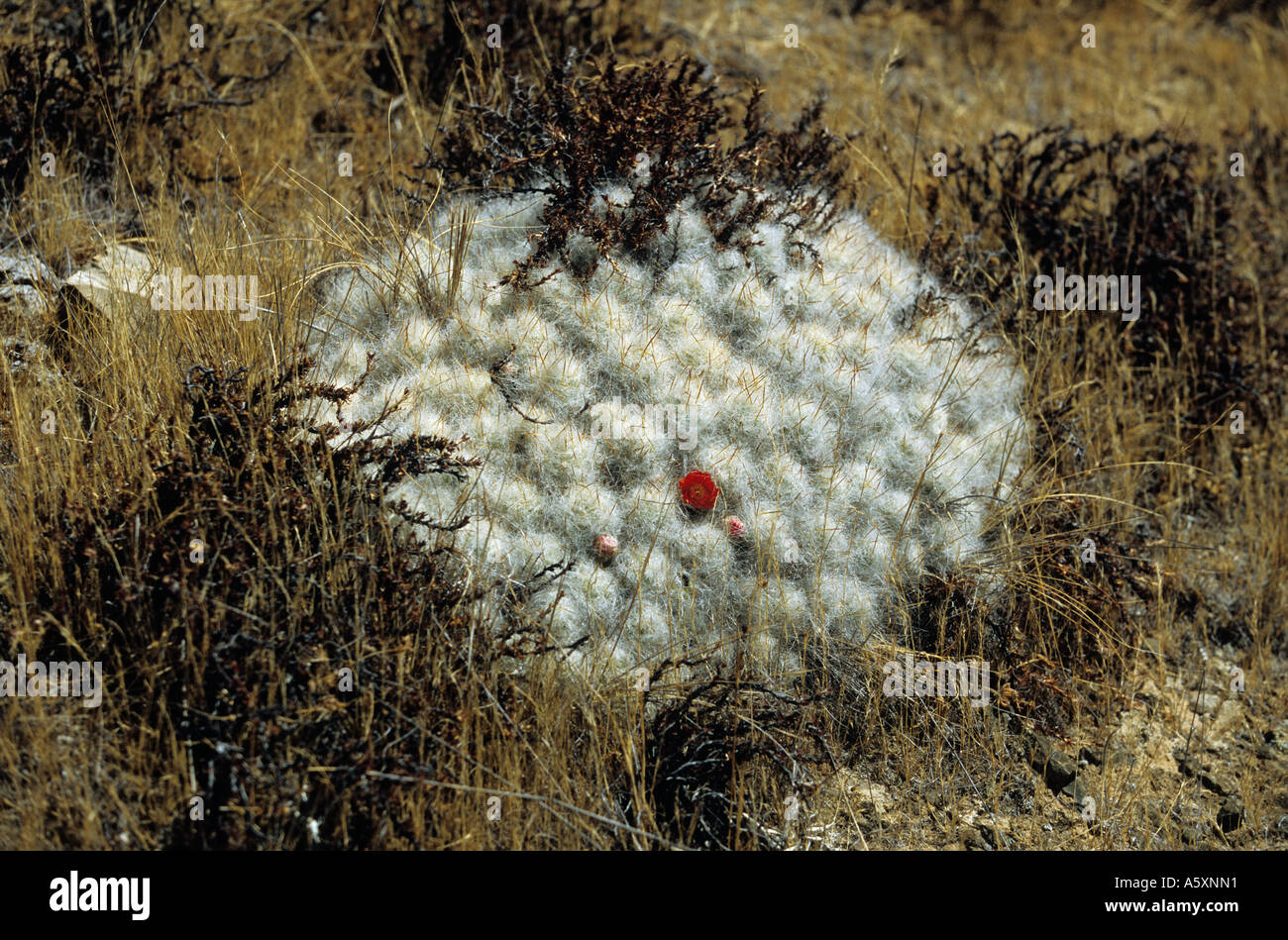 A blooming cactus on the site of Winchus (Peru). Cactus en fleur sur le site de Winchus (Pérou). Stock Photo