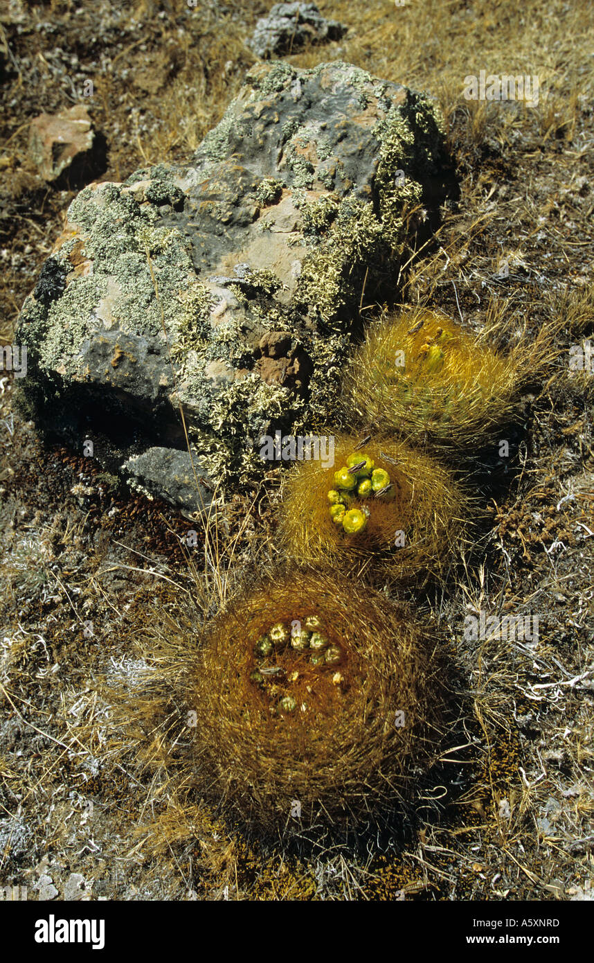 Cactuses in bloom on the site of Winchus (Peru). Cactus en fleur sur le site de Winchus (Pérou). Stock Photo