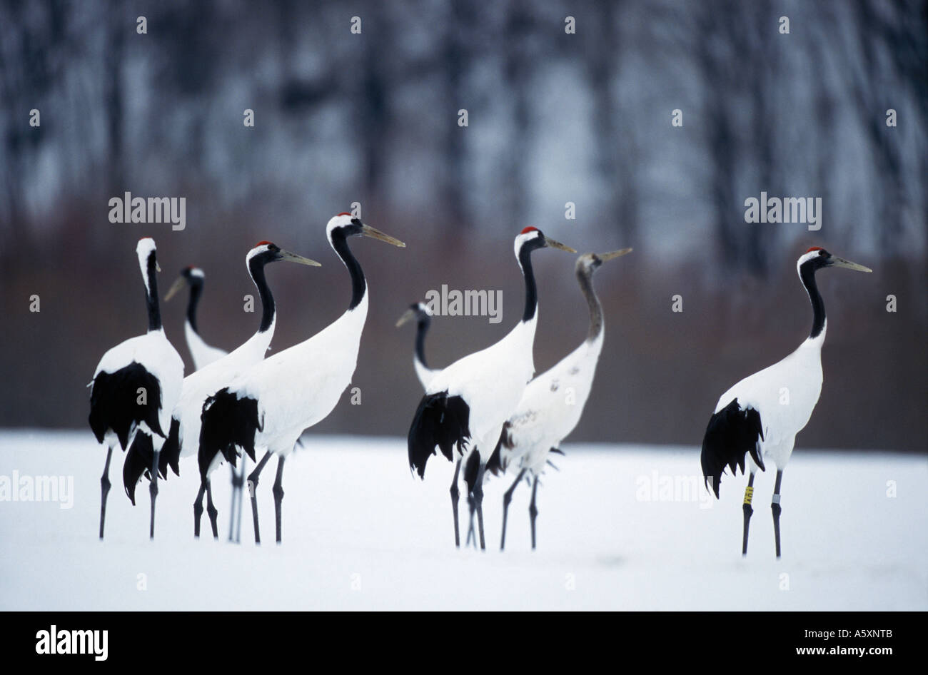 Red crowned cranes in Snow Hokkaido Japan Stock Photo - Alamy
