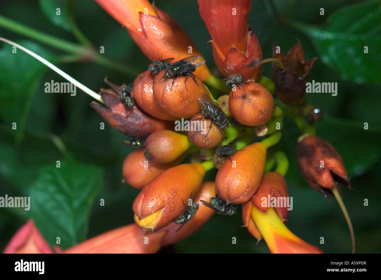 flies attracted to the odor of trumpet vine flowers Stock Photo Alamy