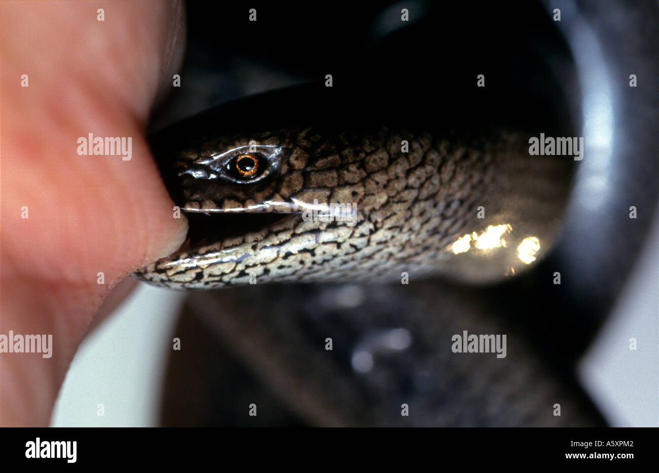 The bite of a Slow Worm (Anguis fragilis). Morsure d'Orvet (Anguis