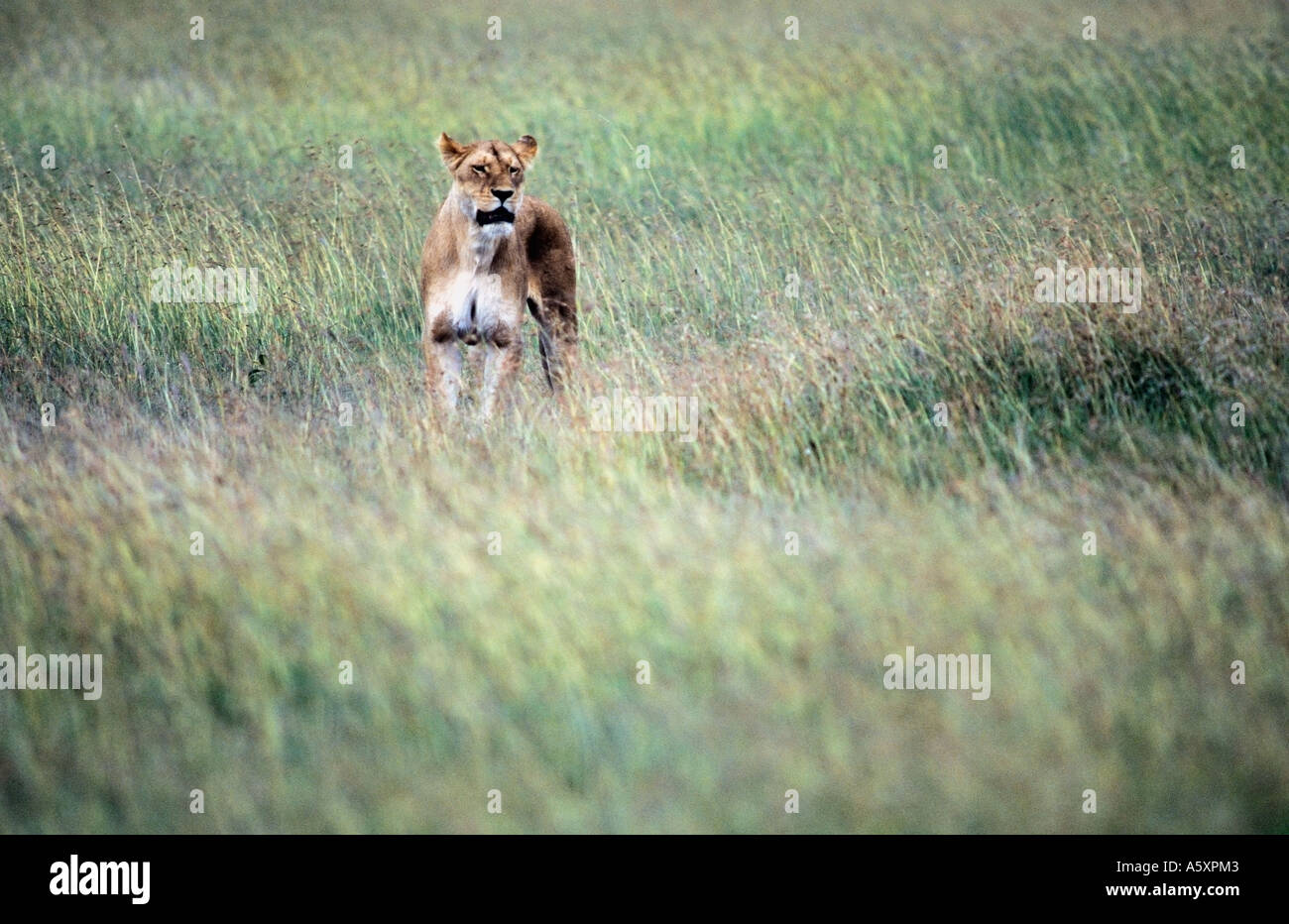Lioness in Long Grass Masai Mara National Park Kenya Stock Photo
