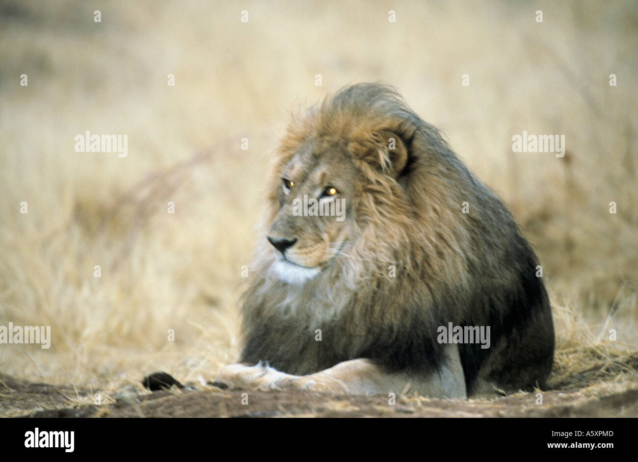 Lion relaxing hi-res stock photography and images - Alamy