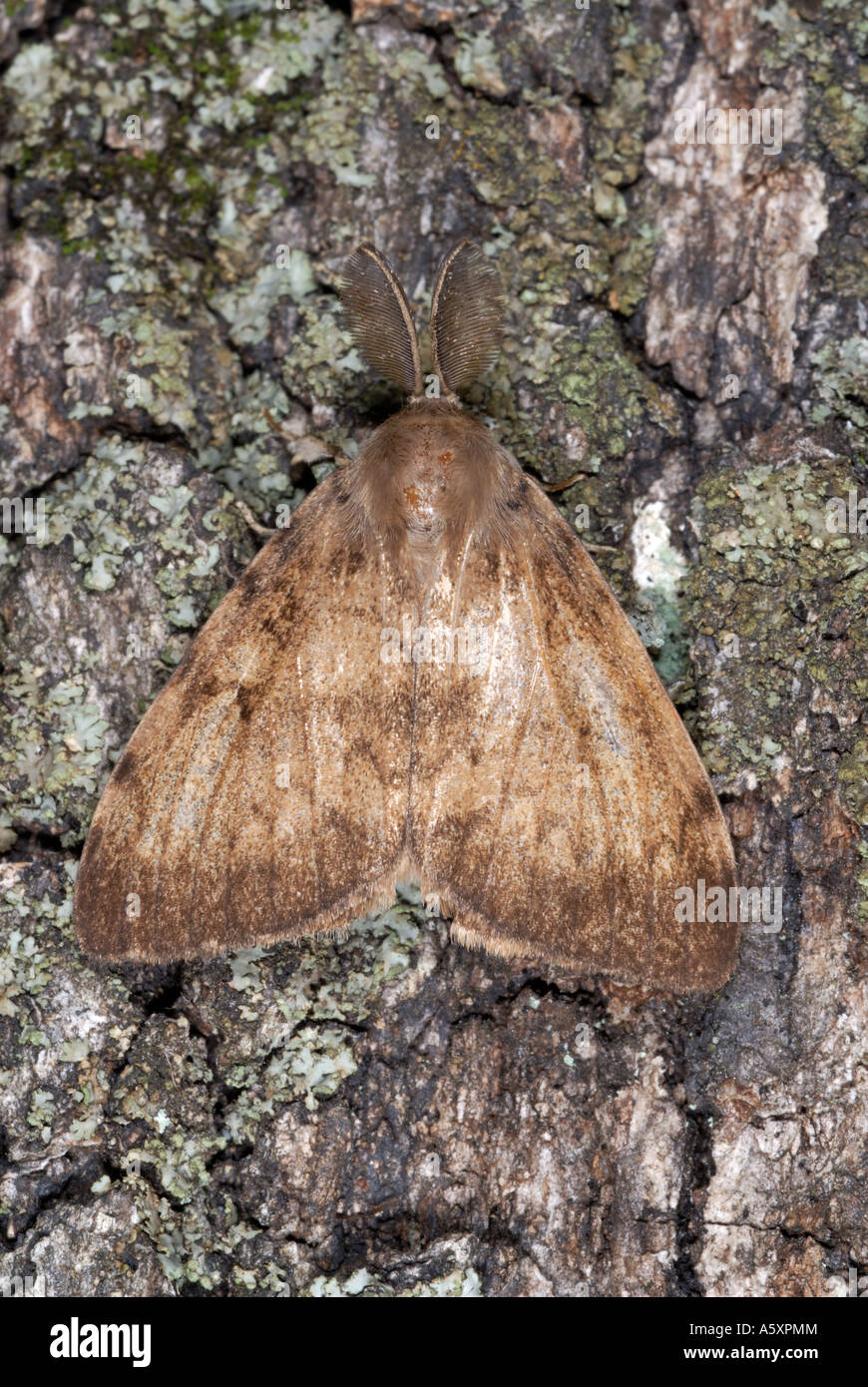 Male gypsy moth hi-res stock photography and images - Alamy