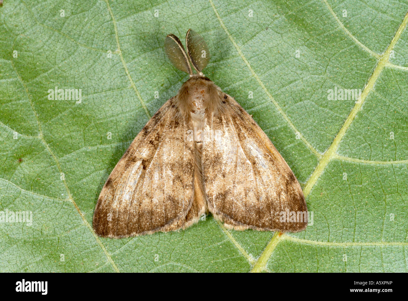 Gypsy moth adult hi-res stock photography and images - Alamy