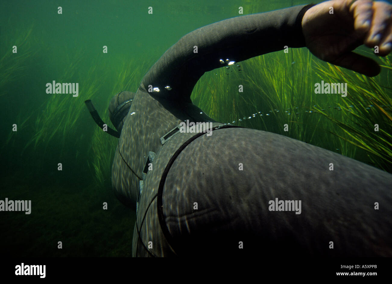 Snorkeller amidst aquatic plants (France). Plongeur sous-marin au milieu de plantes aquatiques (France). Stock Photo
