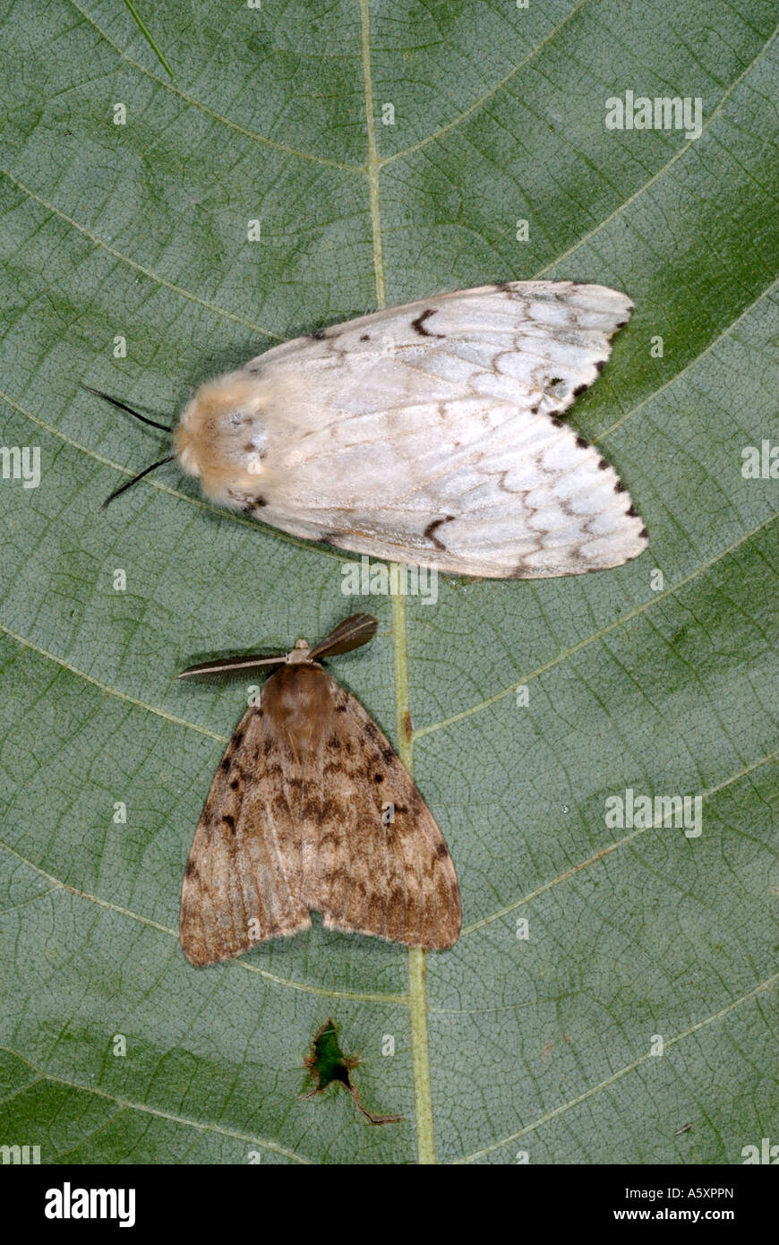 Kayla gaigneur teen milf