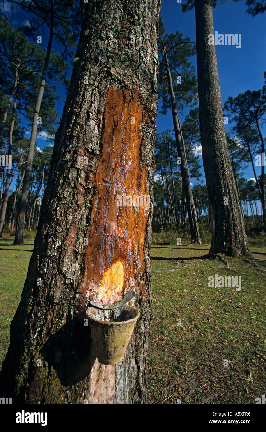 The tapping of Landes pine trees (Marqueze - France). Le gemmage du pin des Landes (Marquèze - France). Stock Photo