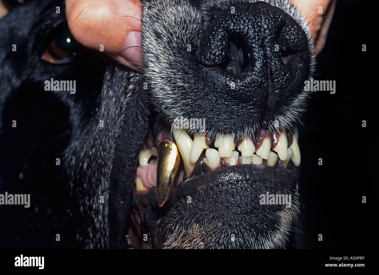 A de luxe canine. Prosthesis on a gun dog (Canis familiaris). Luxe canin. Prothèse dentaire sur un chien de chasse. Stock Photo