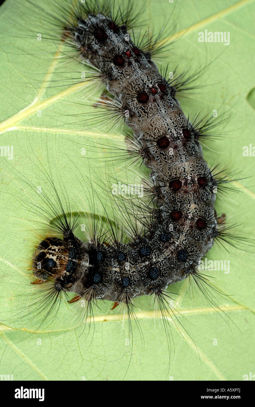 Lesbains anal fucking teens with strapon