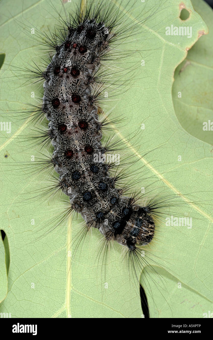 gypsy moth caterpillar Stock Photo Alamy