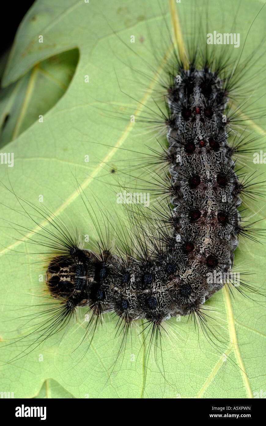 gypsy moth caterpillar Stock Photo Alamy