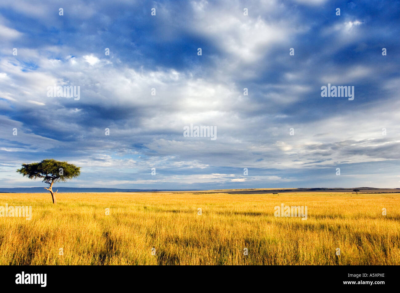 Acacia Tree In The Savannah High Resolution Stock Photography and ...