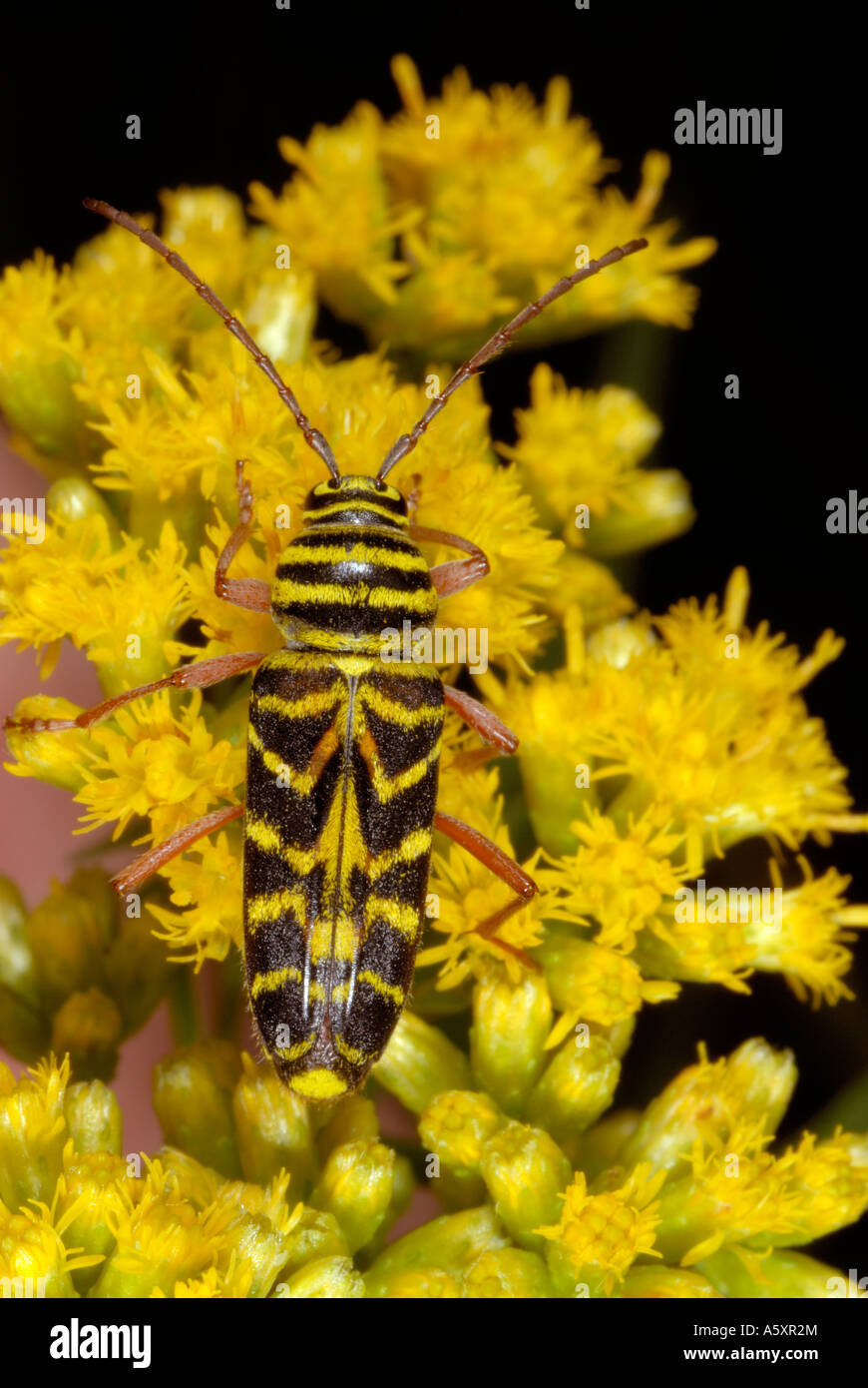 Locust borer beetle Stock Photo