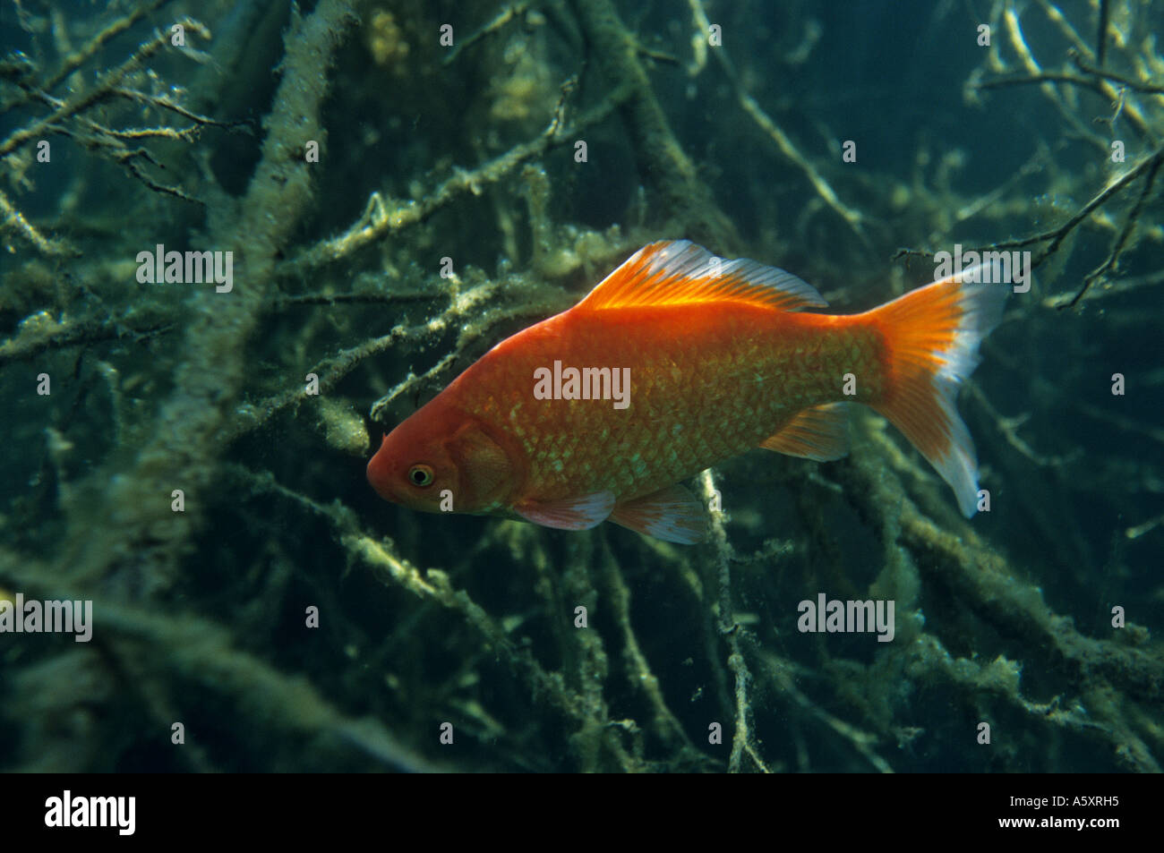 A Goldfish Carassius Auratus In A Natural Environment Poisson Rouge En Milieu Naturel Stock Photo Alamy A Goldfish Carassius Auratus In A Natural Environment Poisson Rouge En Milieu Naturel Stock Photo Alamy