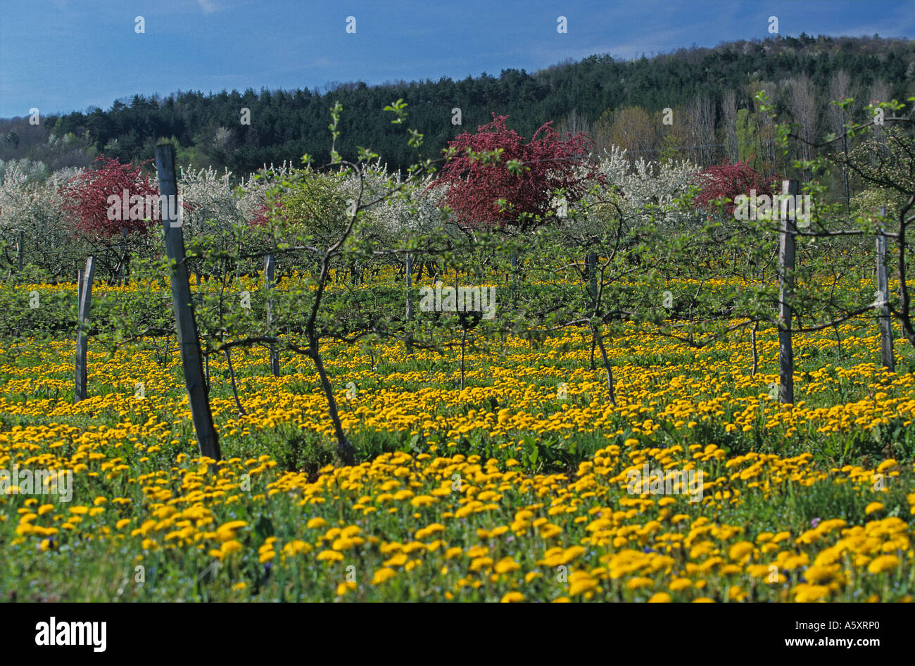 At Springtime, orchard in the Saint-Amand-Tallende commune (France). Verger au printemps sur la commune de Saint-Amand-Tallende Stock Photo