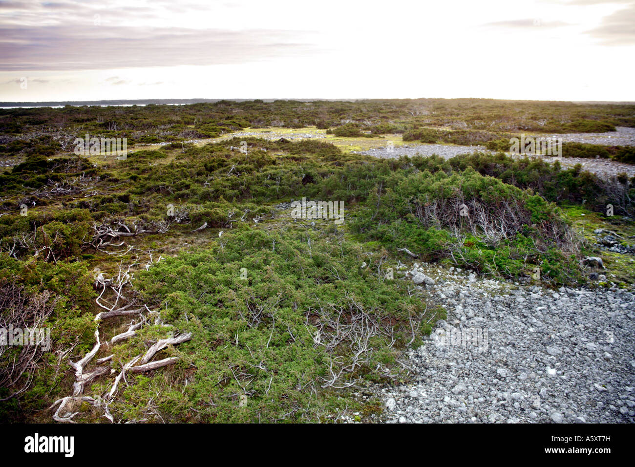 Hrajel Rocks Gravel rocks stones junipers and some more of it all Stock Photo - Alamy